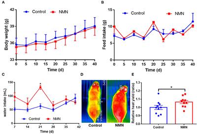 The Impacts of Short-Term NMN Supplementation on Serum Metabolism, Fecal Microbiota, and Telomere Length in Pre-Aging Phase